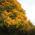 Eulennest