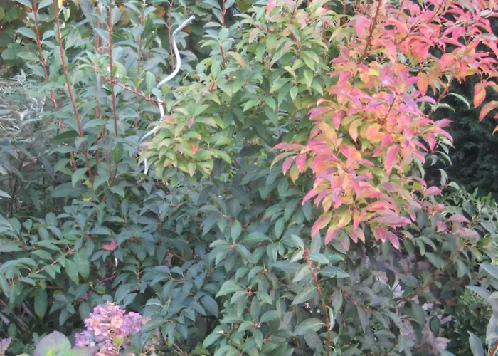 Πανσιόν Eulennest 4*